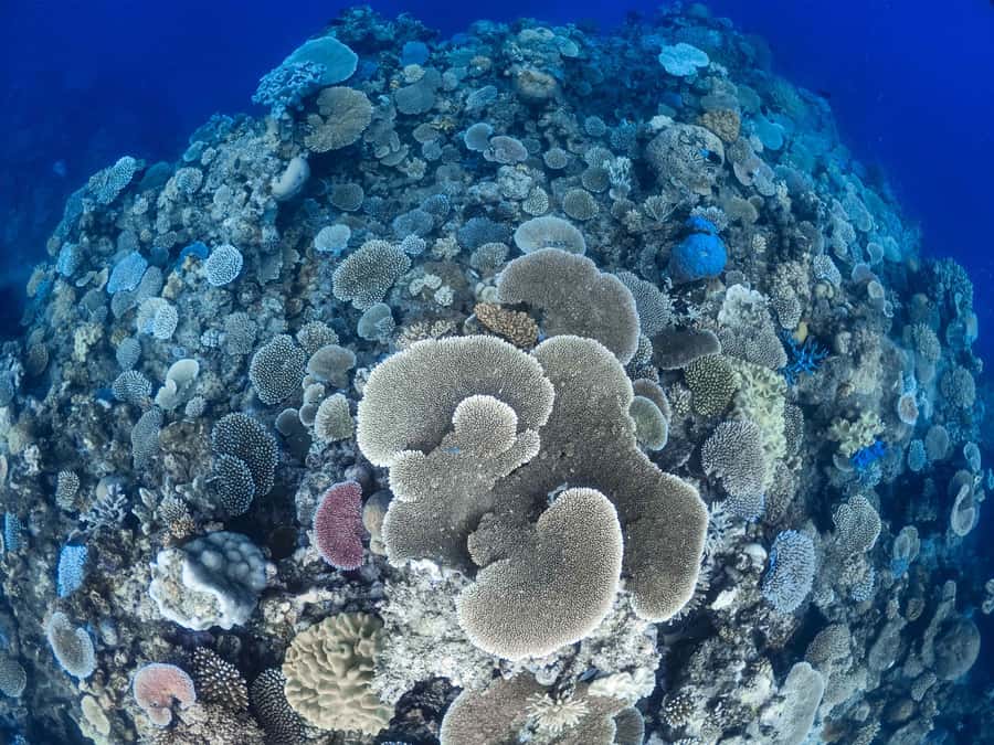 From Port Douglas: Outer Reef Cruise by Luxury Catamaran - How the price stacks up at $240