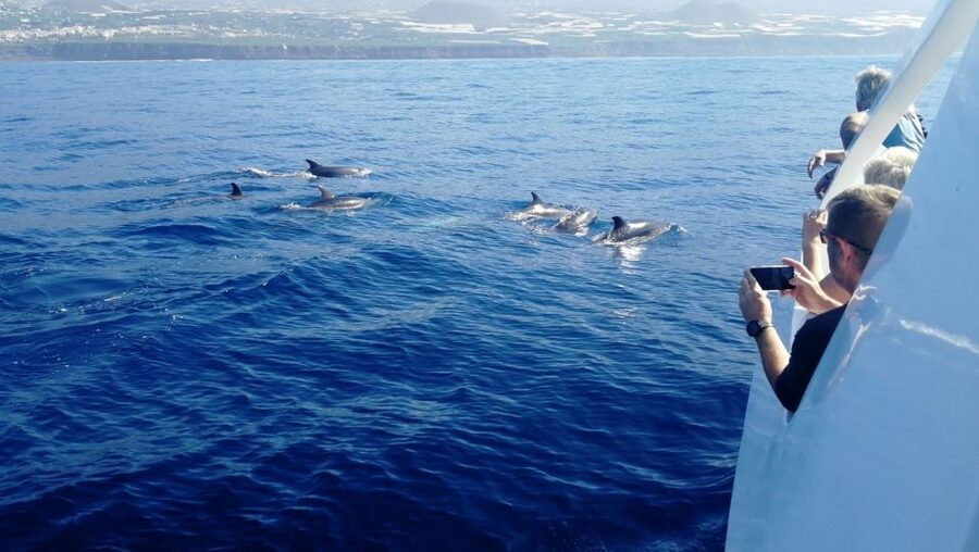From Tazacorte: Discover the Northwest Coast by Speedy Yacht - Why this Tazacorte cruise is worth your time