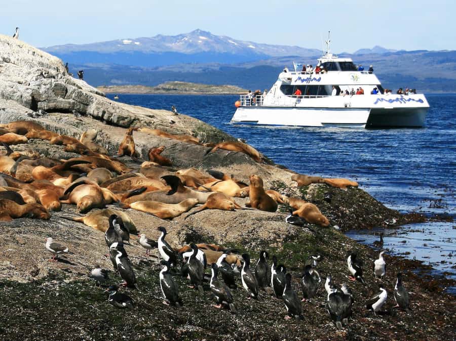 From Ushuaia: Beagle Channel Yacht Sailing Tour - Key points at a glance