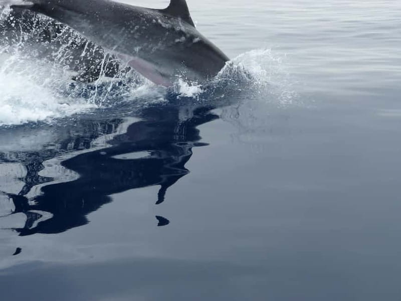 Fuengirola : 2 hours LUXURY Yacht Dolphin Trip DRINKS SNACKS - Drinks, snacks, and swimming access