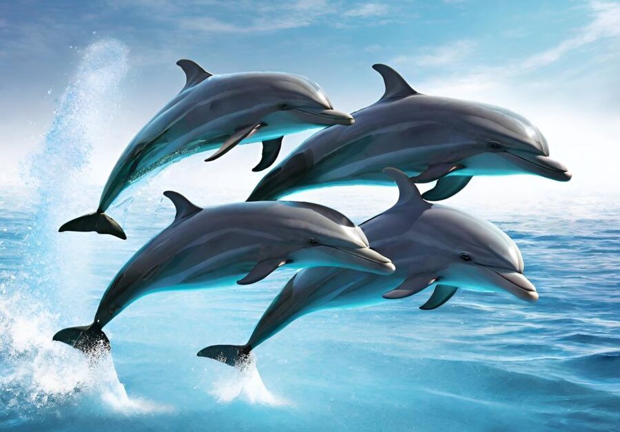 Fuengirola : 2 hours LUXURY Yacht Dolphin Trip DRINKS SNACKS - The Costa del Sol from the water