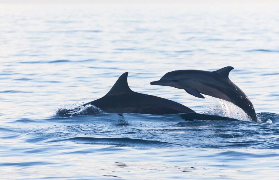 Fuengirola : 2 hours LUXURY Yacht Dolphin Trip DRINKS SNACKS - Is $47 a fair price?
