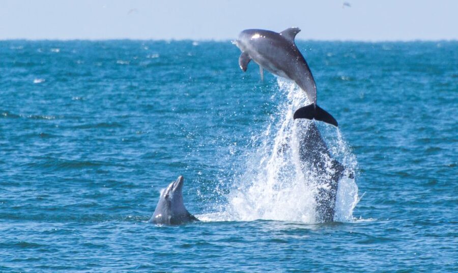 Fuengirola : 2 hours LUXURY Yacht Dolphin Trip DRINKS SNACKS - Practical details that make the day easier