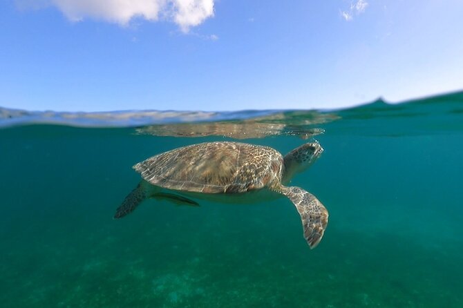 Full-Day Private Boat Charter from St. John or St. Thomas - Little Lameshur Bay and the quieter south shore