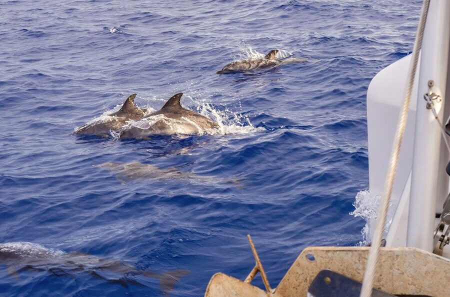 Funchal Bay: Dolphin & Whale Watch Luxury Catamaran Cruise - Who should book this cruise?