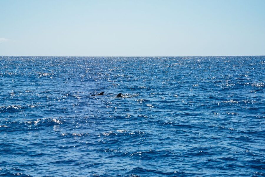 Funchal: Dolphin and Whale Watching by Luxury Catamaran - Key points to know before you book