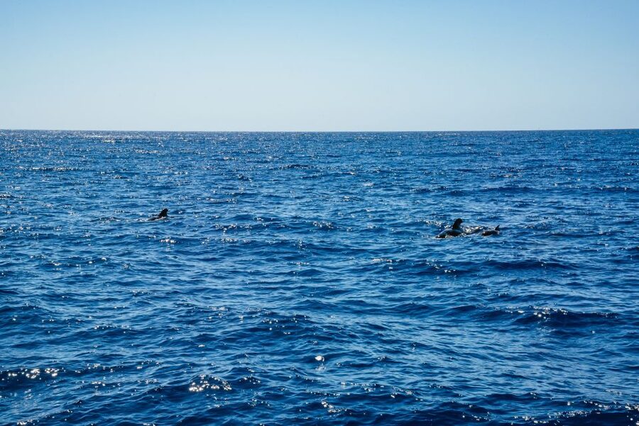 Funchal: Dolphin and Whale Watching by Luxury Catamaran - How much value do you get for $47?