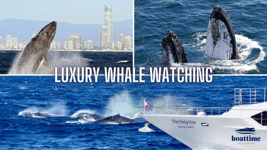 Gold Coast: Luxury Whale Watching Tour - Key points to know before you sail