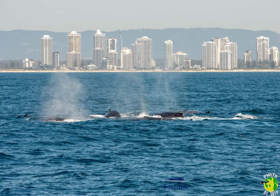 Gold Coast: Luxury Whale Watching Tour - Should you choose the morning or afternoon?
