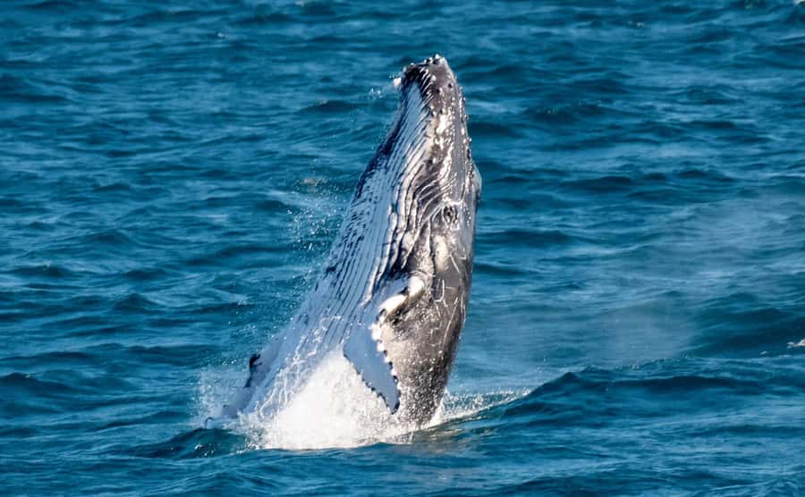 Gold Coast: Luxury Whale Watching Tour - Setting out from Mariners Cove