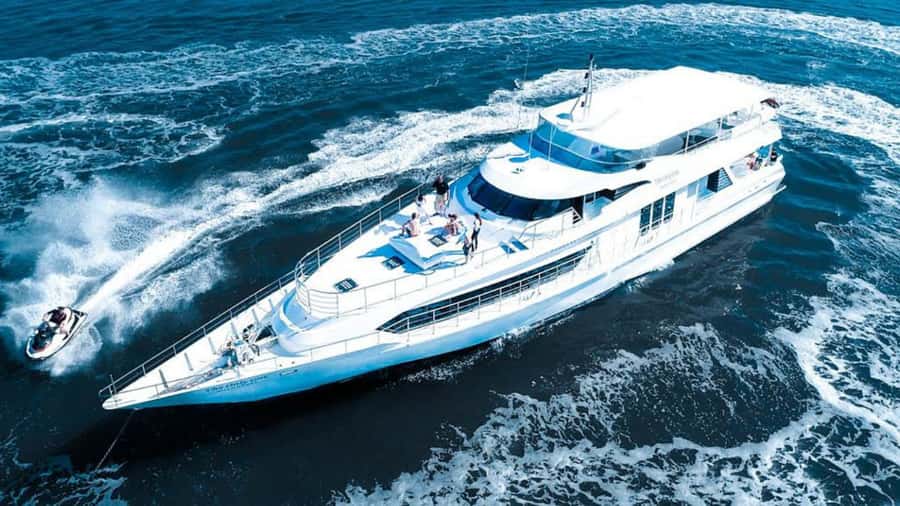 Gold Coast: Luxury Whale Watching Tour - The marine biologist adds more than narration