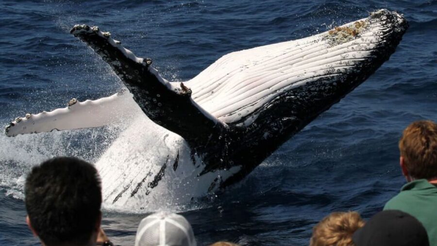 Gold Coast: Luxury Whale Watching Tour - Watching whales from the rotating decks