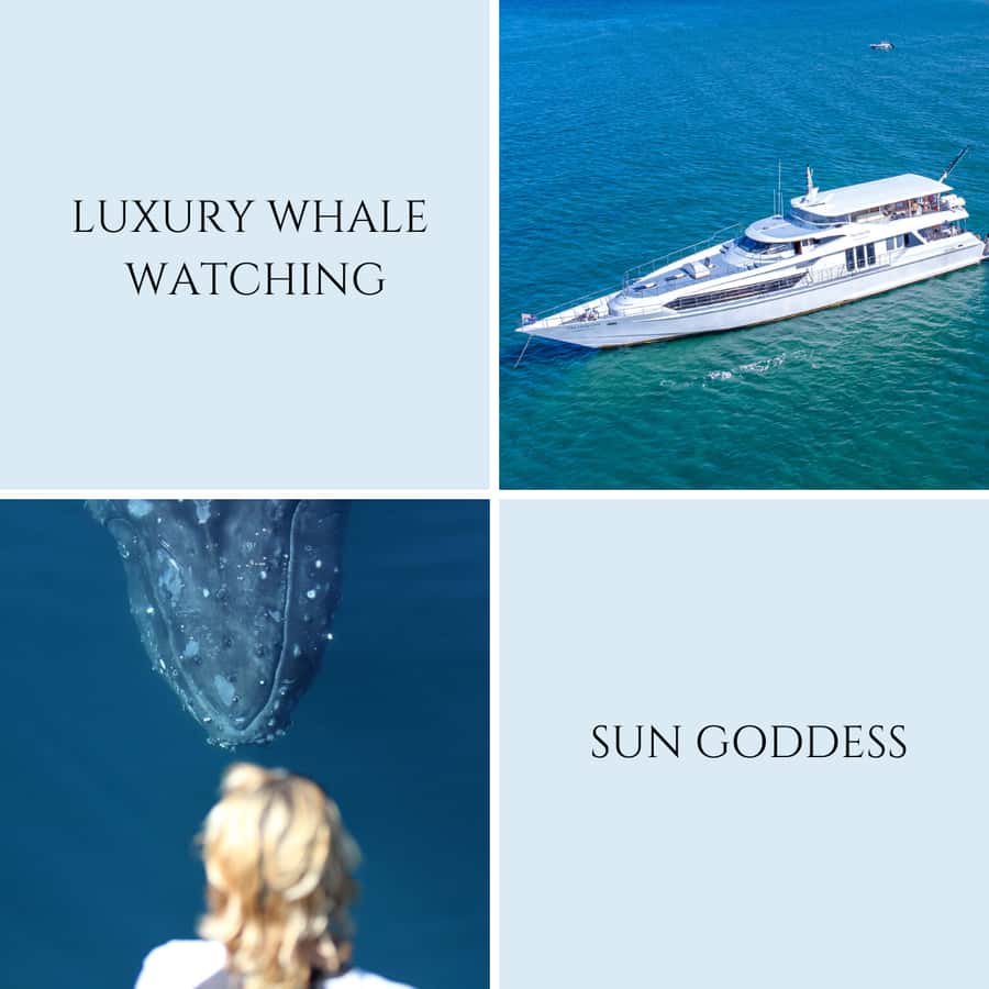 Gold Coast: Luxury Whale Watching Tour - Comfort aboard the Sun Goddess