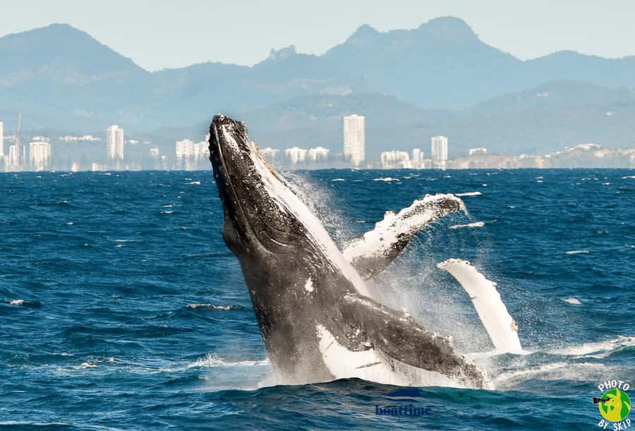 Gold Coast: Luxury Whale Watching Tour - Food, drinks, and the small print