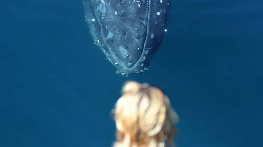 Gold Coast: Luxury Whale Watching Tour - How much value do you get for $53?