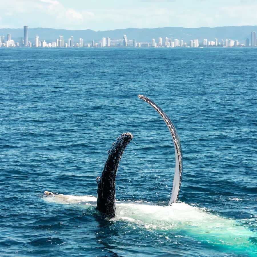 Gold Coast: Luxury Whale Watching Tour - Who should book this whale watch?