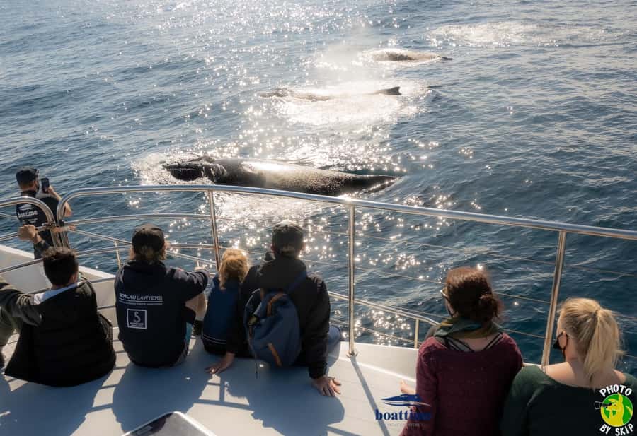 Gold Coast: Luxury Whale Watching Tour - What the 150-minute cruise feels like