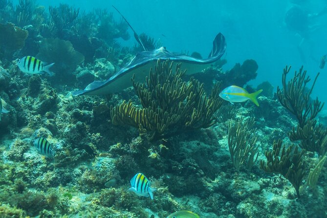 Half-Day Luxury Sailing Experience in Tulum with Open Bar - Snorkeling near Tulum: enjoyable, but keep expectations modest