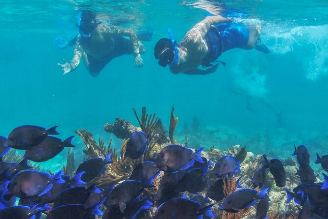 Half-Day Luxury Sailing Experience in Tulum with Open Bar - How much value do you get for $149?