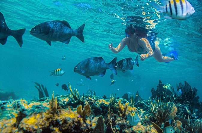 Half-Day Luxury Sailing in Puerto Morelos with Open Bar - Lunch, drinks, and an afternoon on deck
