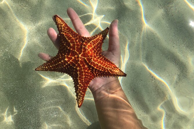 Half Day Private Boat Charter in Grand Cayman - Snorkeling over Grand Cayman reef