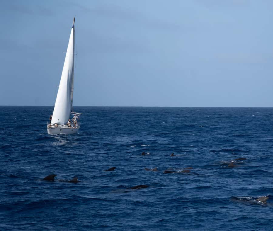 Half-Day Sailing Yacht Adventure in Sal Island - 3 hours - What the three-hour outing looks like
