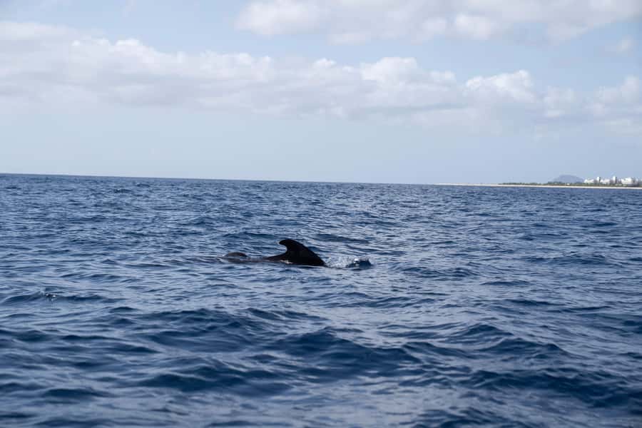Half-Day Sailing Yacht Adventure in Sal Island - 3 hours - The swim and snorkeling stop