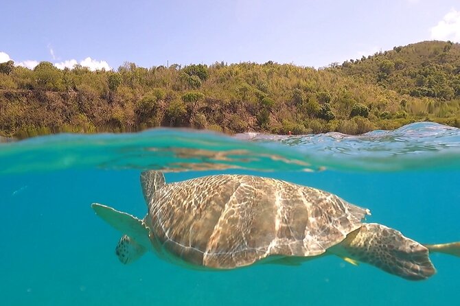 Half or Full-Day Private Boat Charter from St. John or St. Thomas - Key things to know before booking