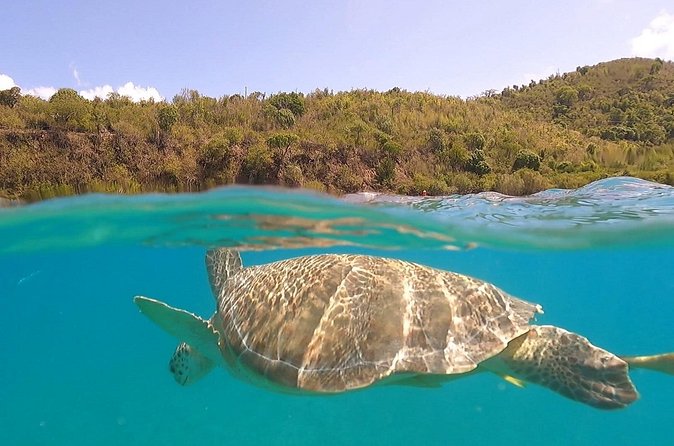 Half or Full-Day Private Boat Charter from St. John or St. Thomas - Maho Bay for sea turtles
