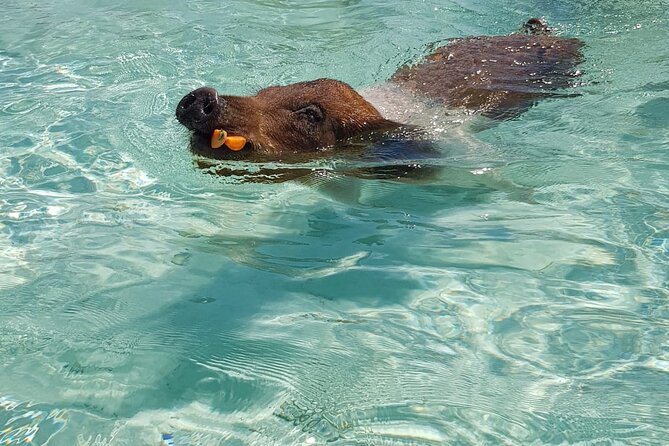 Honor Roll Private Bahamas Boat Charter - Rose Island beach time and a slower finish