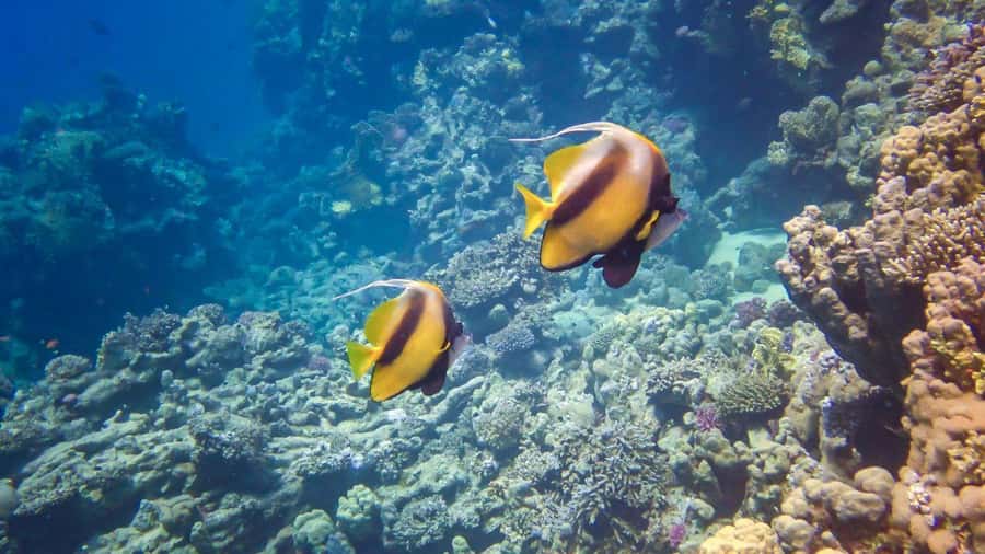 Hurghada: 3 Islands, Dolphins & Snorkel Yacht Trip w/ Lunch - A full Red Sea day for $47
