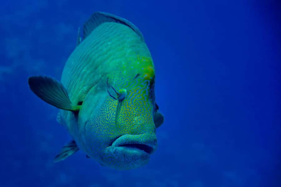 Hurghada: 3 Islands, Dolphins & Snorkel Yacht Trip w/ Lunch - Seafood lunch with plenty of drinks