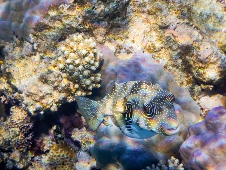 Hurghada: 3 Islands, Dolphins & Snorkel Yacht Trip w/ Lunch - Magawish Island and the second swim