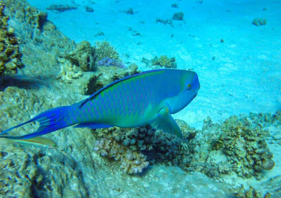 Hurghada: 3 Islands, Dolphins & Snorkel Yacht Trip w/ Lunch - Boat comfort, crew style and group size