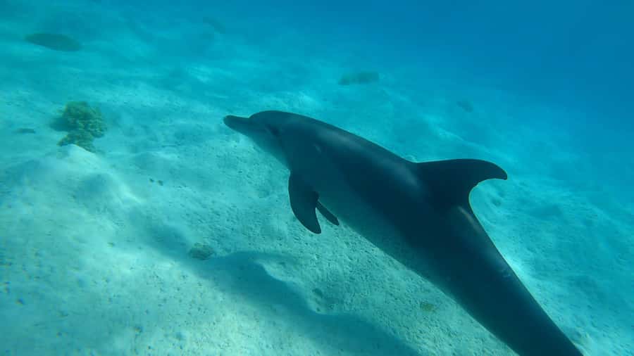 Hurghada: 3 Islands, Dolphins & Snorkel Yacht Trip w/ Lunch - Orange Bay, one hour of beach time