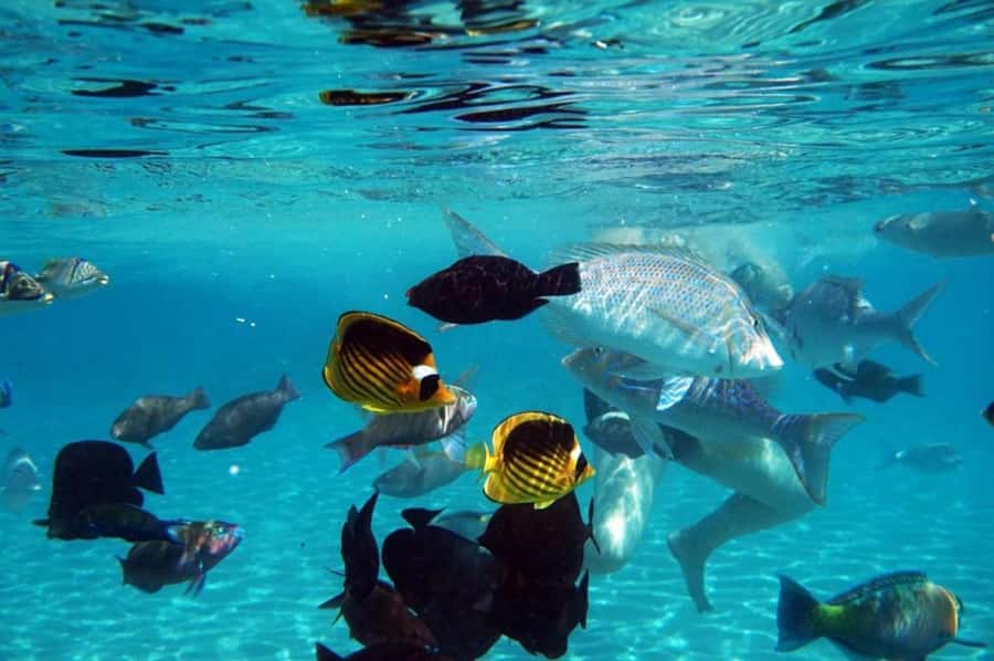 Hurghada: Luxury Private Yacht with Optional Lunch & Drinks - Key points to know before booking