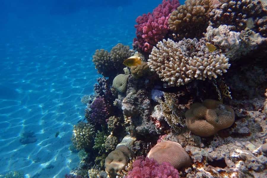 Hurghada: Luxury Private Yacht with Optional Lunch & Drinks - Is $390 good value for your group?