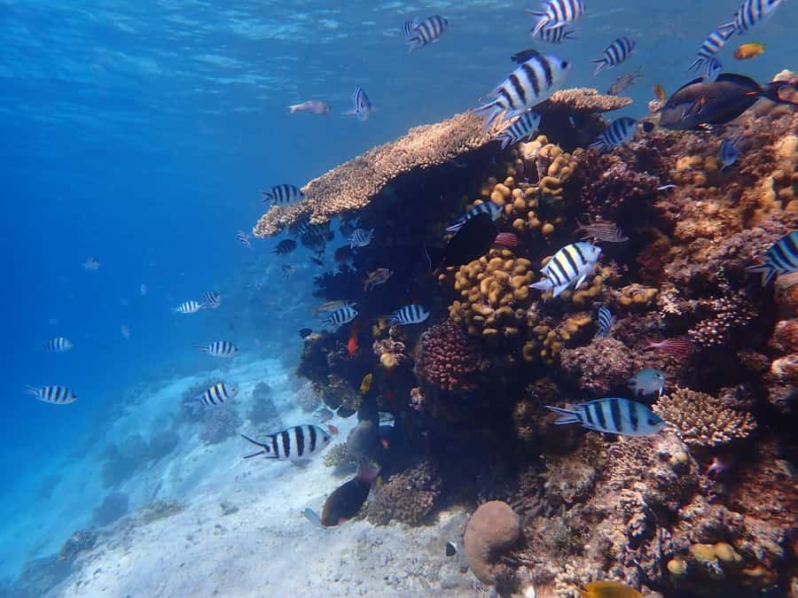 Hurghada: Yacht trip To Magawish island w Snorkeling & Lunch - Key points at a glance