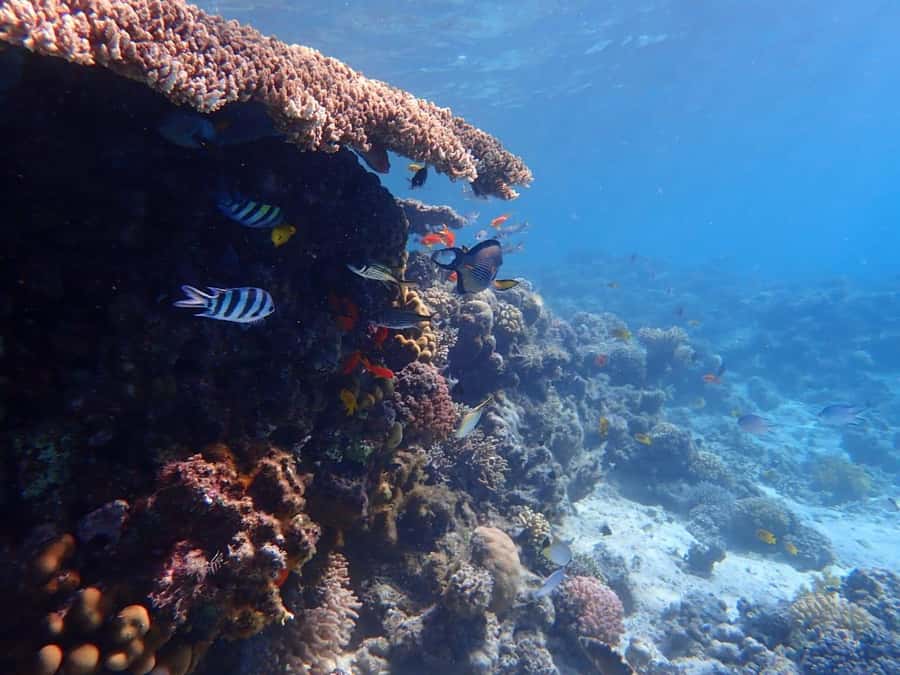 Hurghada: Yacht trip To Magawish island w Snorkeling & Lunch - Setting out on the mega yacht