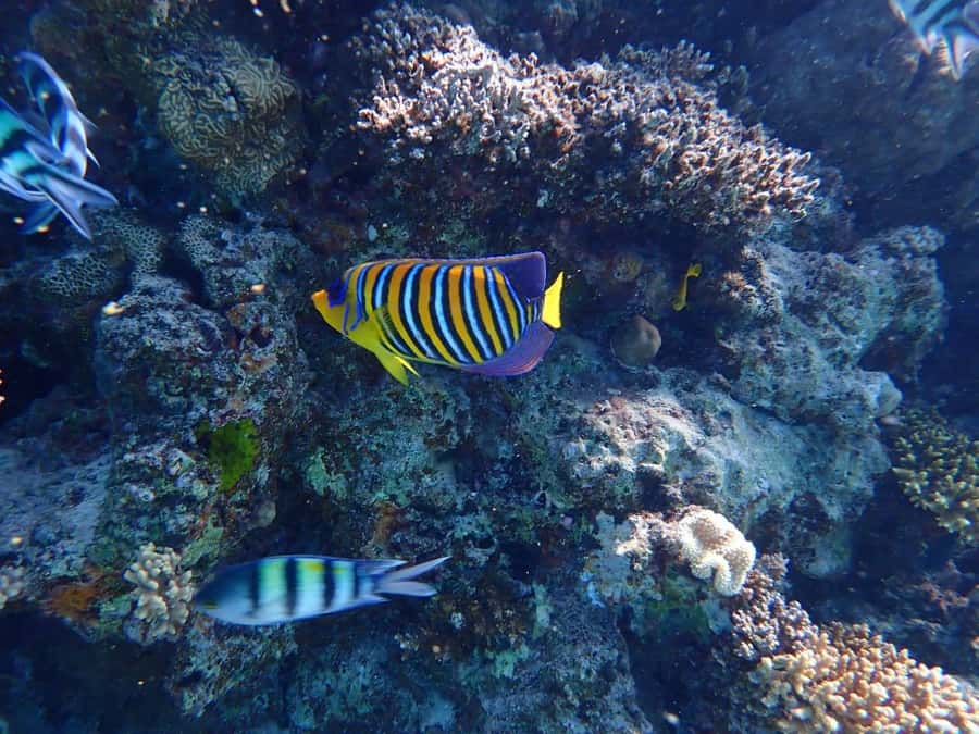 Hurghada: Yacht trip To Magawish island w Snorkeling & Lunch - What the food and drinks are like