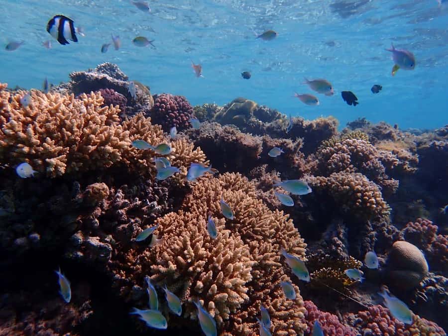 Hurghada: Yacht trip To Magawish island w Snorkeling & Lunch - Practical booking advice before you pay