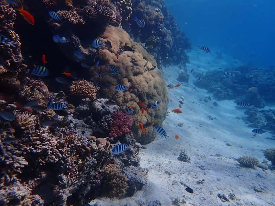 Hurghada: Yacht trip To Magawish island w Snorkeling & Lunch - The morning pickup from Hurghada