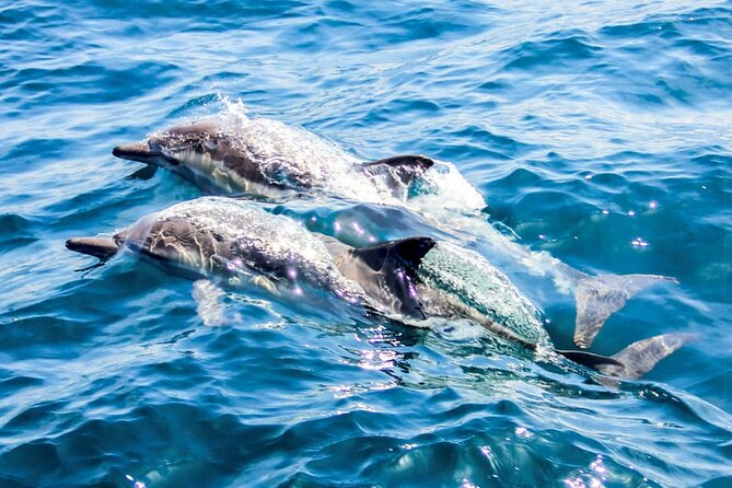 Ierapetra Chrissi Island Luxury Yacht Cruise with Meal - What to bring and what to know before booking