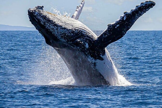 Los Cabos Private Yacht Whale Watching & Drinks - Up to 18 Guests - Setting out from C Dock
