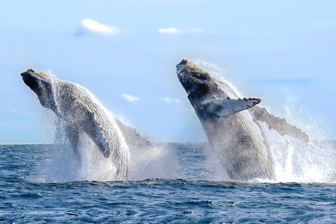 Los Cabos Private Yacht Whale Watching & Drinks - Up to 18 Guests - The crew makes or breaks the trip