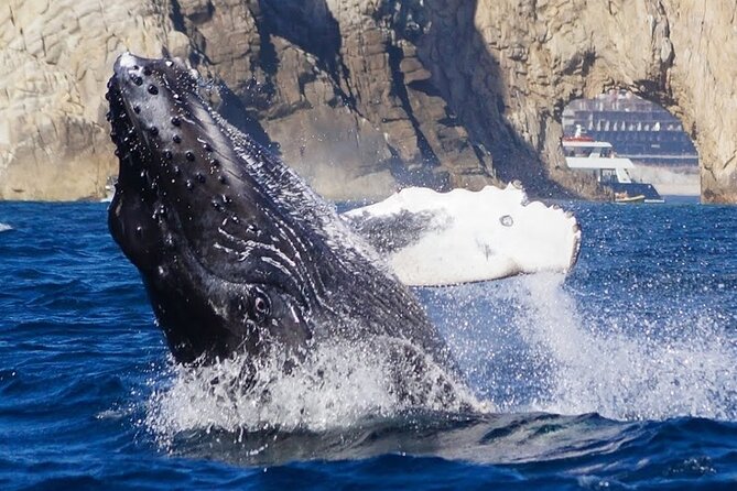 Los Cabos Private Yacht Whale Watching & Drinks - Up to 18 Guests - Boat comfort and practical limits