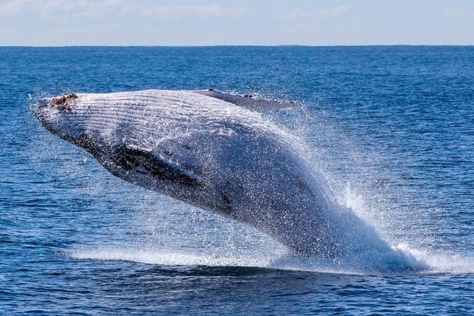 Los Cabos Private Yacht Whale Watching & Drinks - Up to 18 Guests - Is $899 a good value?