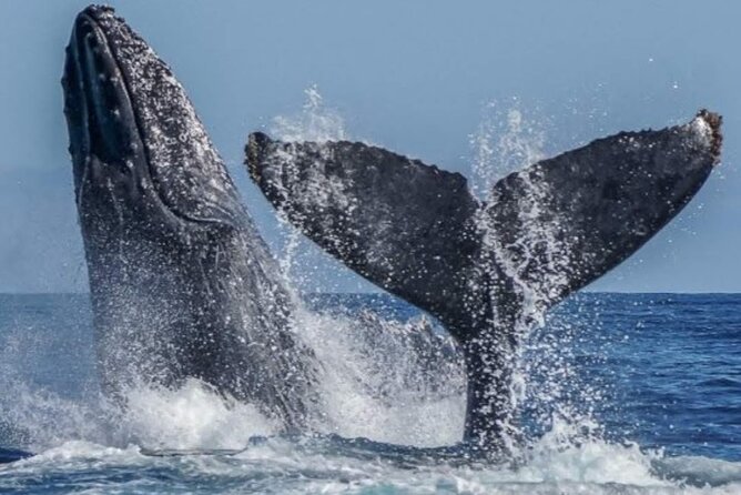 Los Cabos Private Yacht Whale Watching & Drinks - Up to 18 Guests - Who should book this yacht outing?