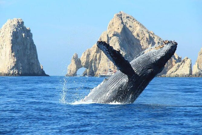 Los Cabos Whale Watching & Snorkel Adventure with Food & Drinks - Whale watching with the right expectations