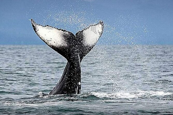 Los Cabos Whale Watching & Snorkel Adventure with Food & Drinks - The boat matters more than the brochure